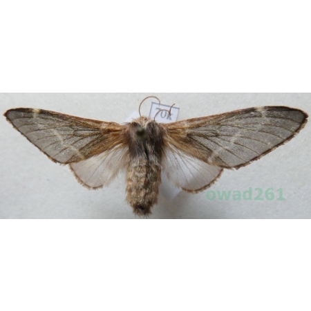 Poecilocampa populi (Linnaeus, 1758) female Barczatka osinówka Slovakia70k